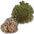 Rose of Jericho | Resurrection Plant