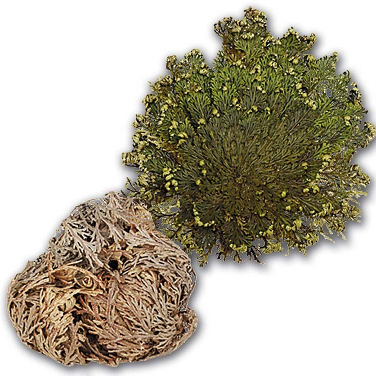 Rose of Jericho | Resurrection Plant